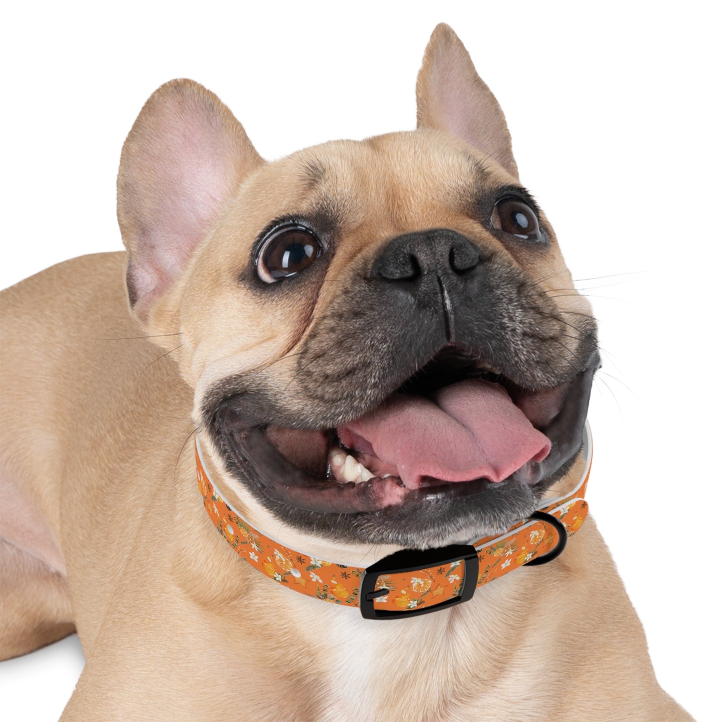 Christmas in Orange Dog Collar