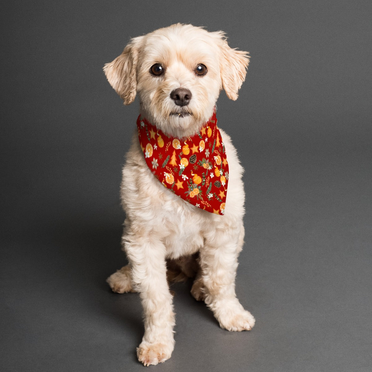 Citrus Spice Pet Scarf