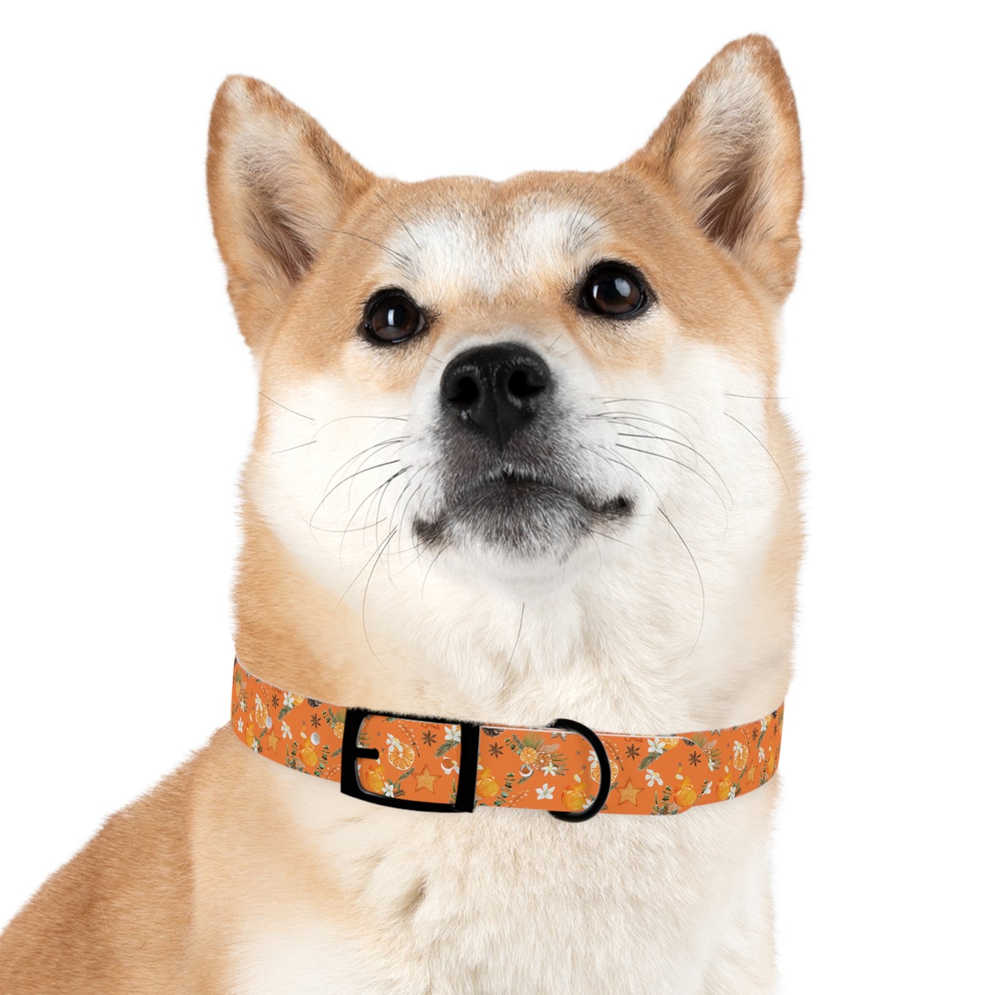 Christmas in Orange Dog Collar