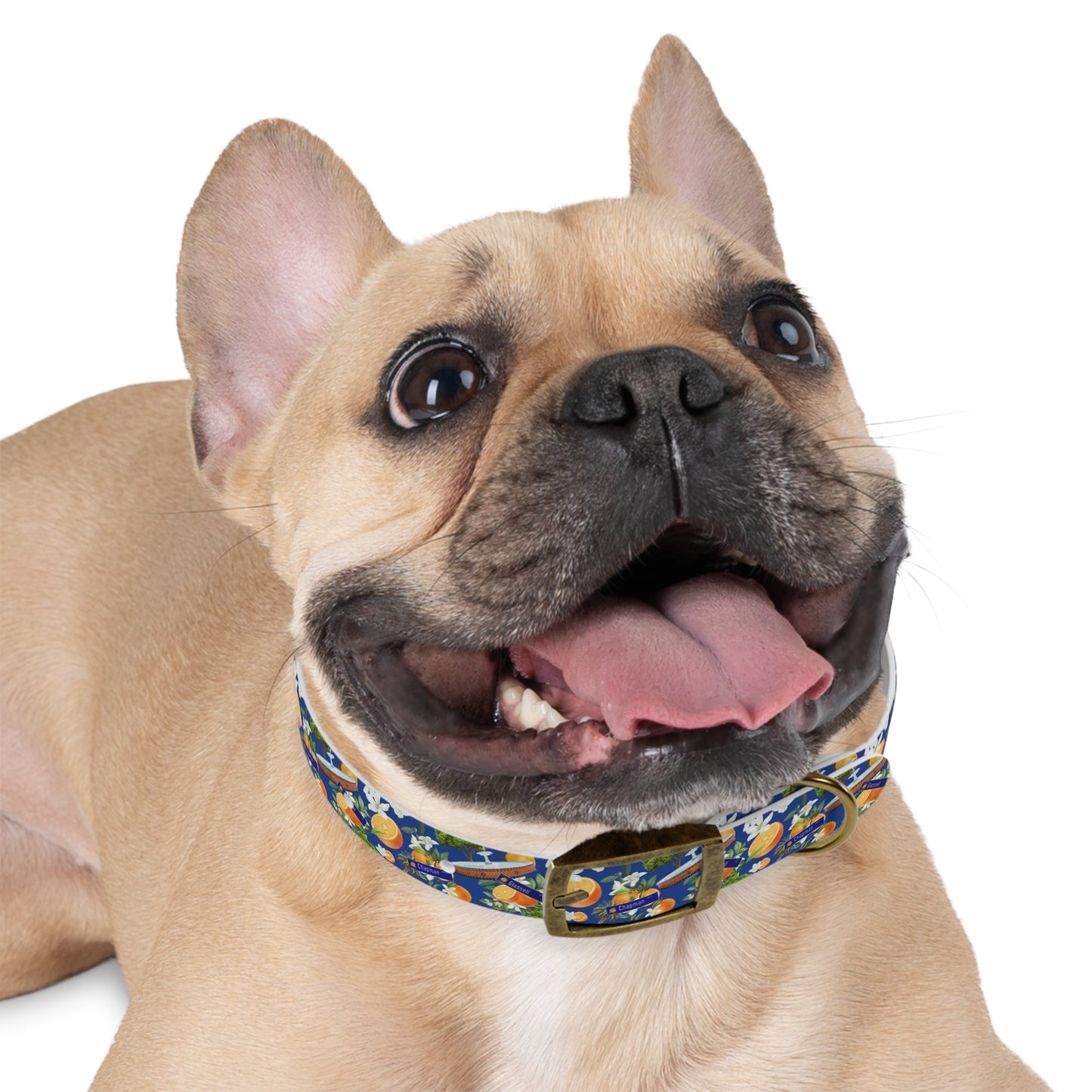 Old Towne Hawaiian Dog Collar
